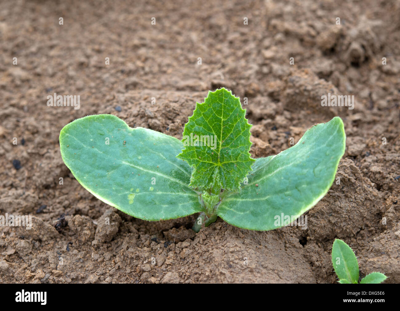 cucumber plant in the garden Stock Photo