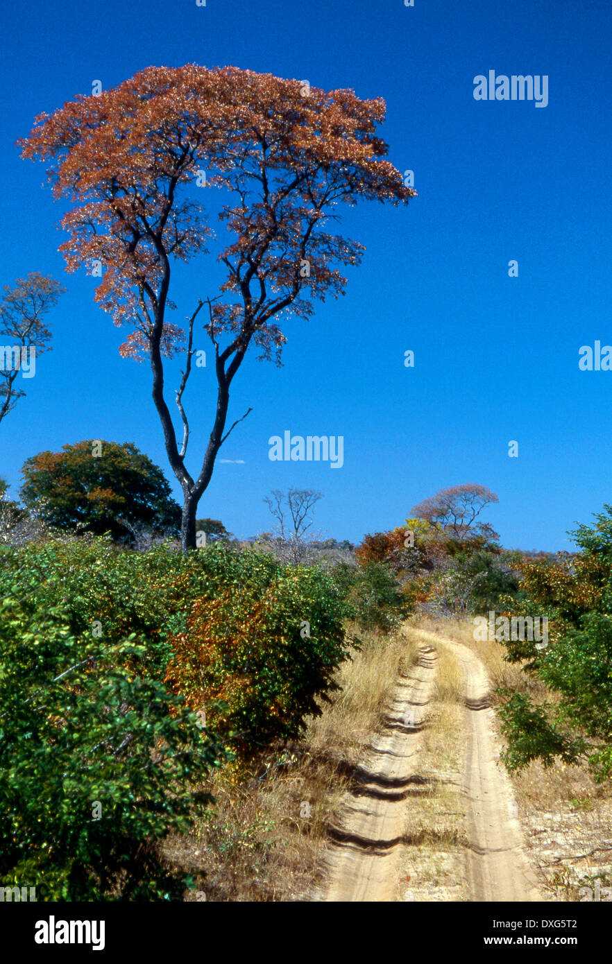 Mopane tree, Colophospermum mopane, Chobe, Botswana Stock Photo