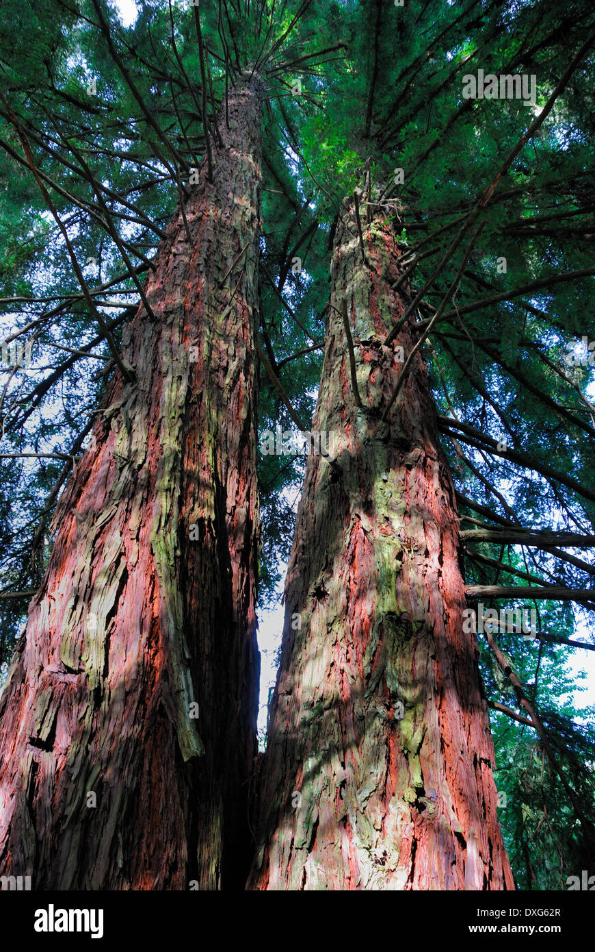 Califonia Redwood trees, over 100 years old, Hogsback, Eastern Cape, South Africa Stock Photo