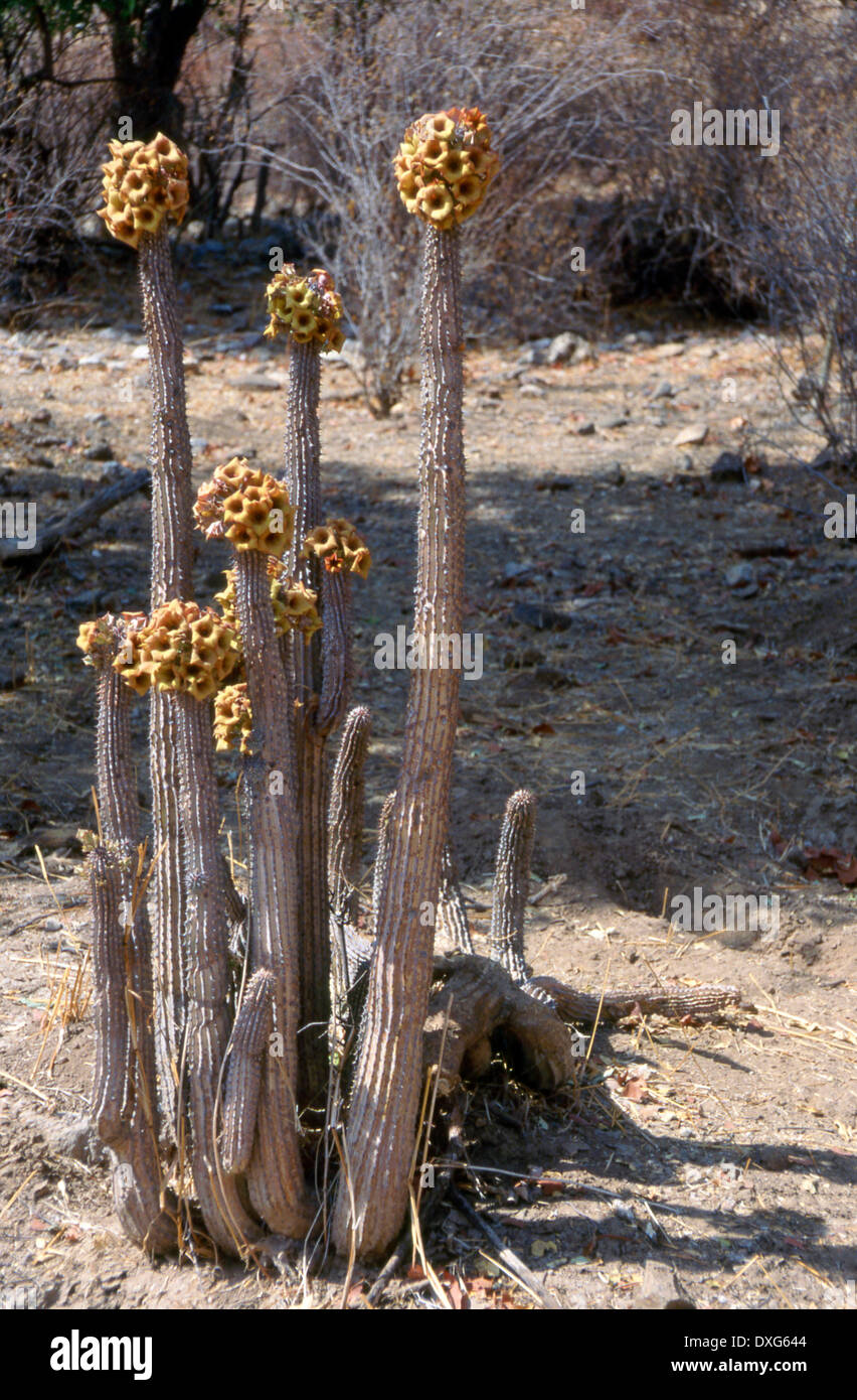 Hoodia currorii flowering, Kaokoveld, Namibia Stock Photo