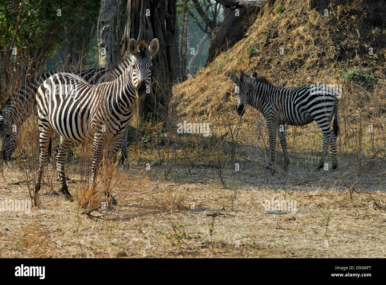 Zebras in Faidherbia albida woodlands, Mana Pools, Zimbabwe. Stock Photo