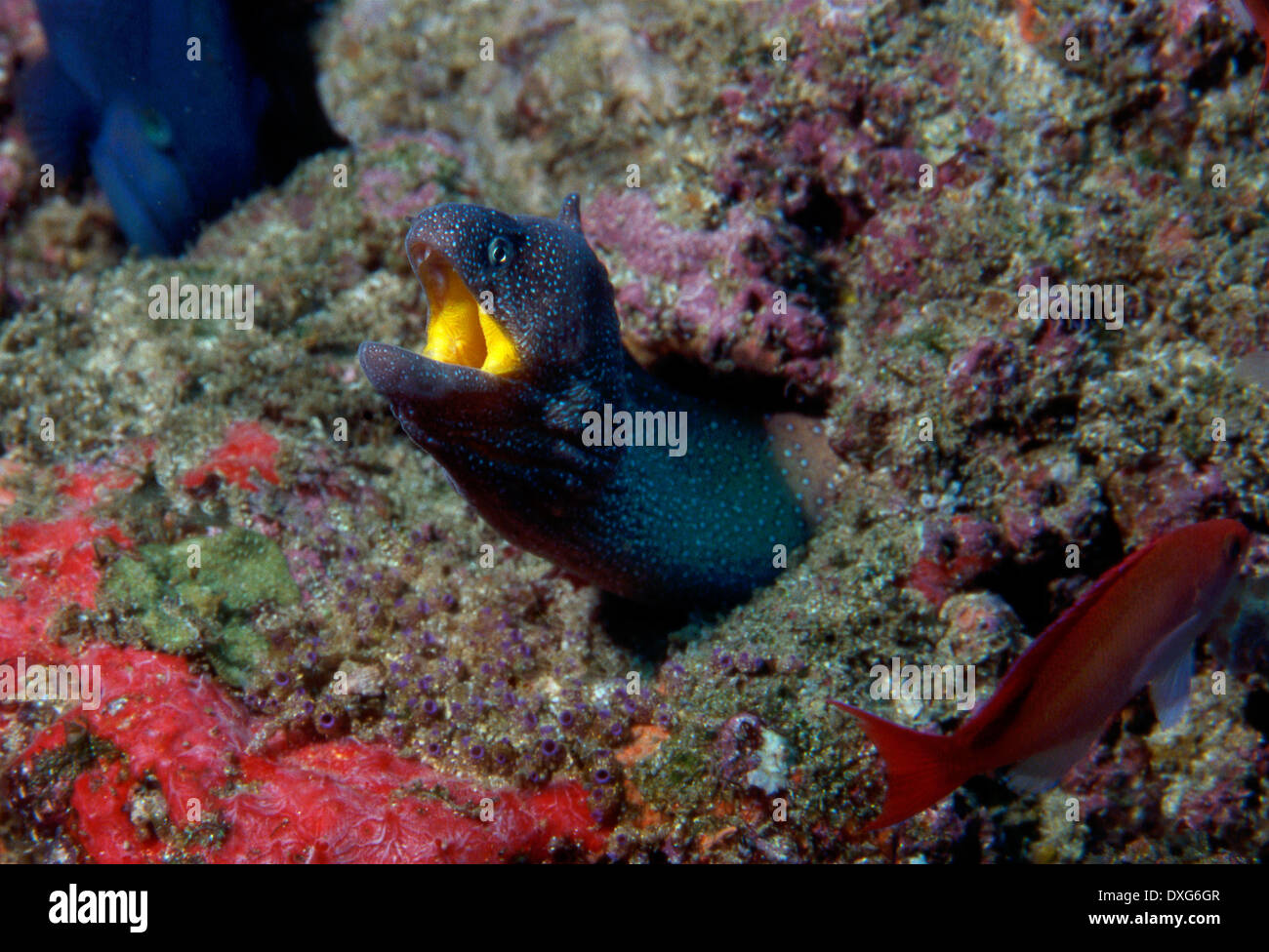 Yellowmouth Moray Eel in coral reef at Ponta do Barra, Mozambique Stock Photo
