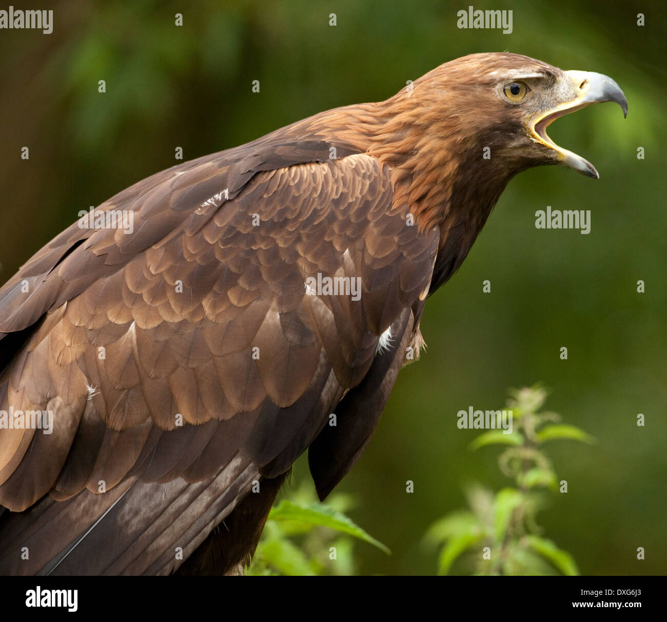 A Golden Eagle (Aquila chrysaetos) in the Highlands of Scotland Stock