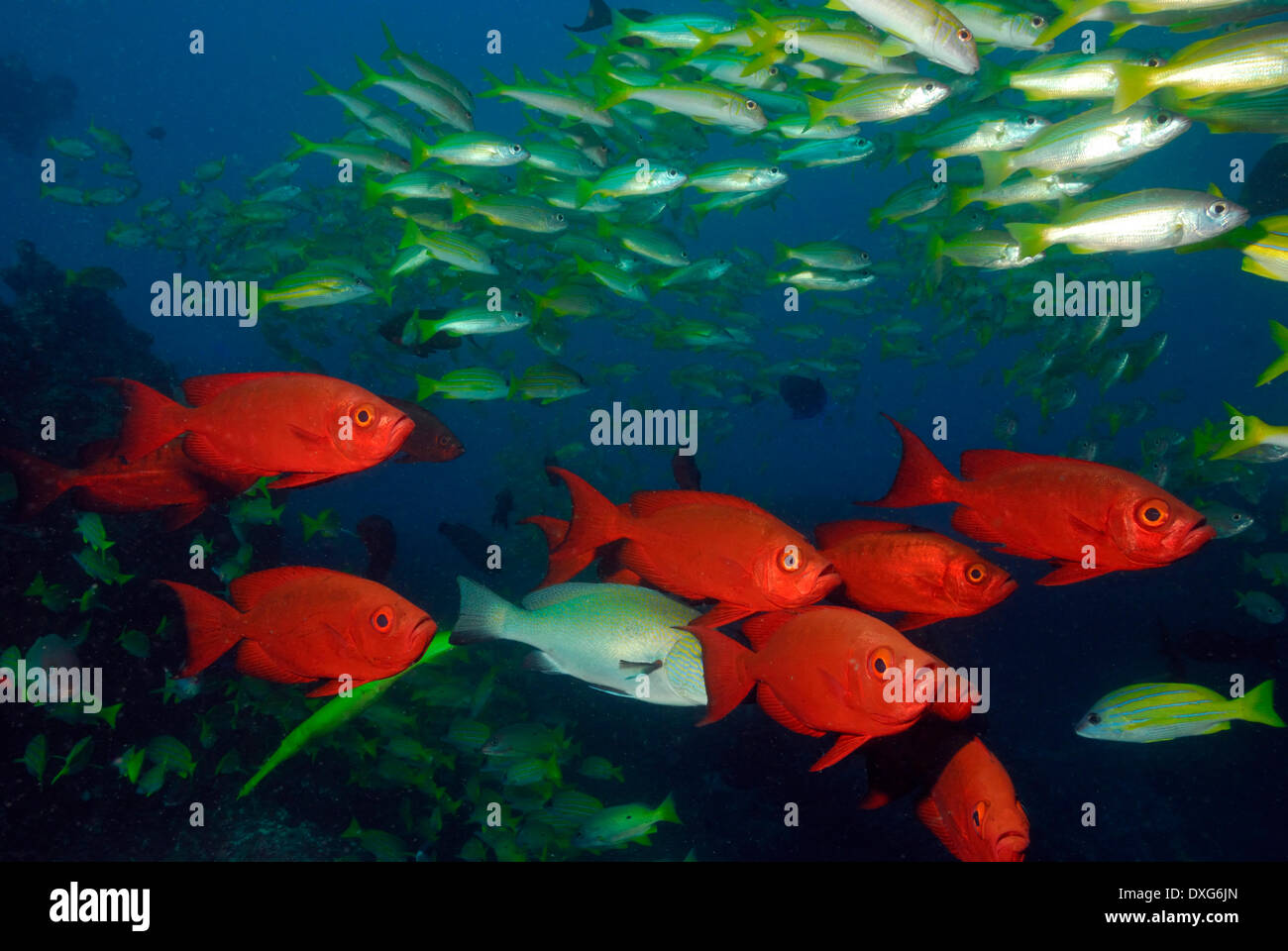 Zaizer's Bigeyes, Bluelined Snappers, Bigeye Snappers, and Yellowfin Goatfish, Ponta do Barra, Mozambique Stock Photo