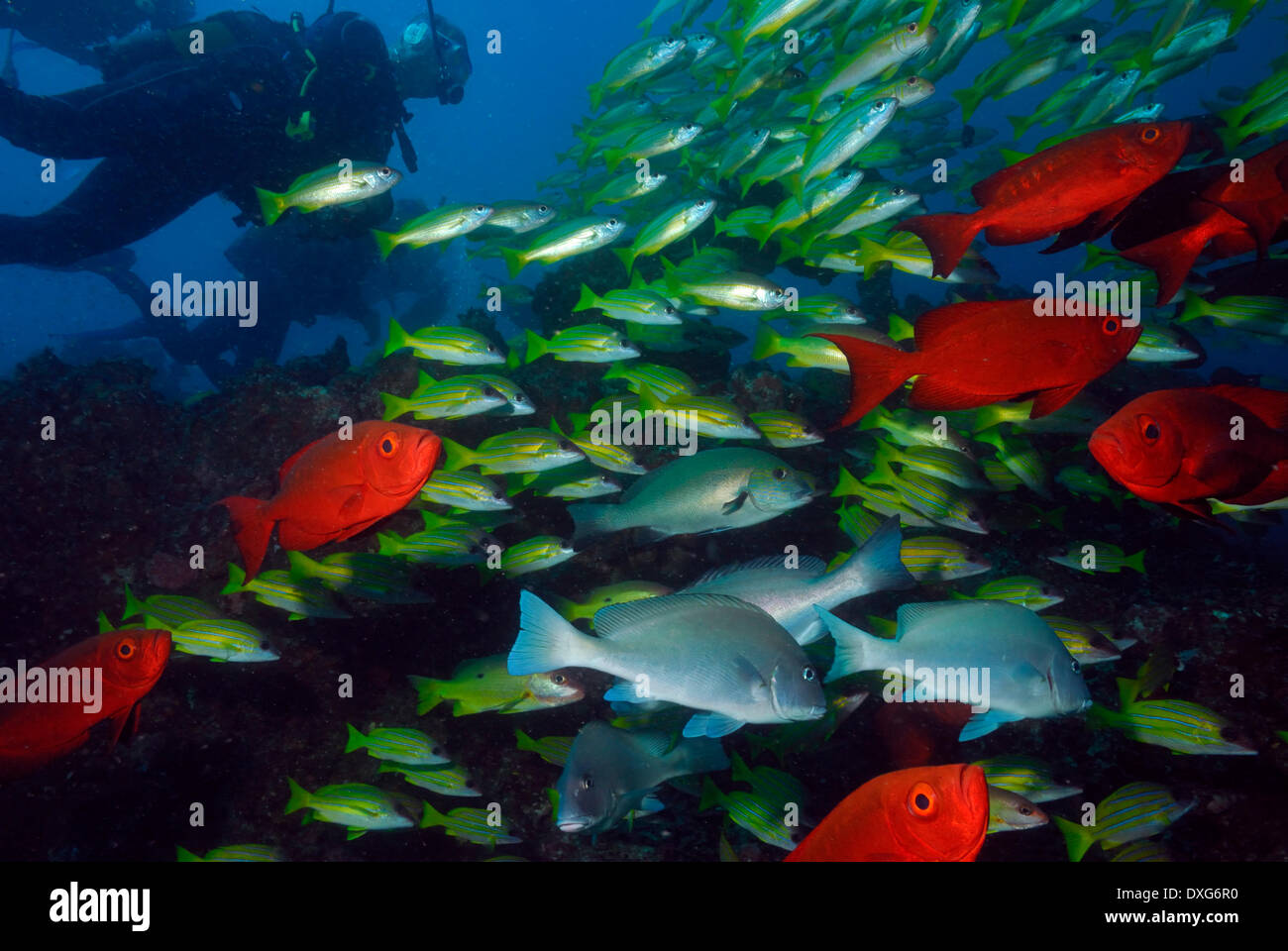 Zaizer's Bigeyes, Sweetlips, Bluelined Snappers, Bigeye Snappers and divers, Ponta do Barra, Mozambique Stock Photo