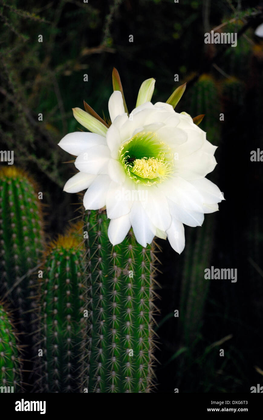 Trichocereus spachianus hi-res stock photography and images - Alamy