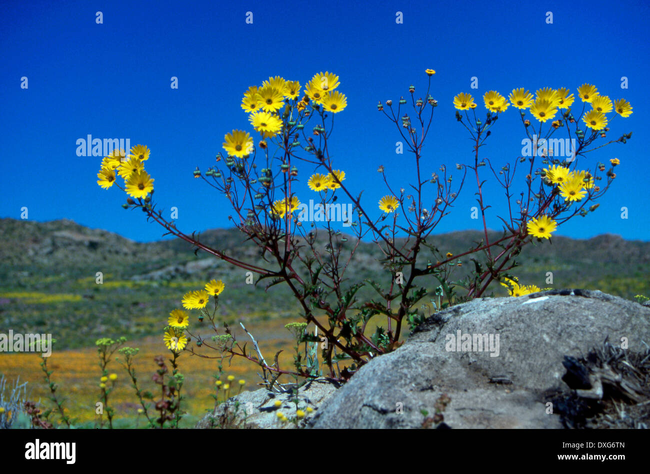 Wild Namaqualand daisies, Northern Cape Stock Photo