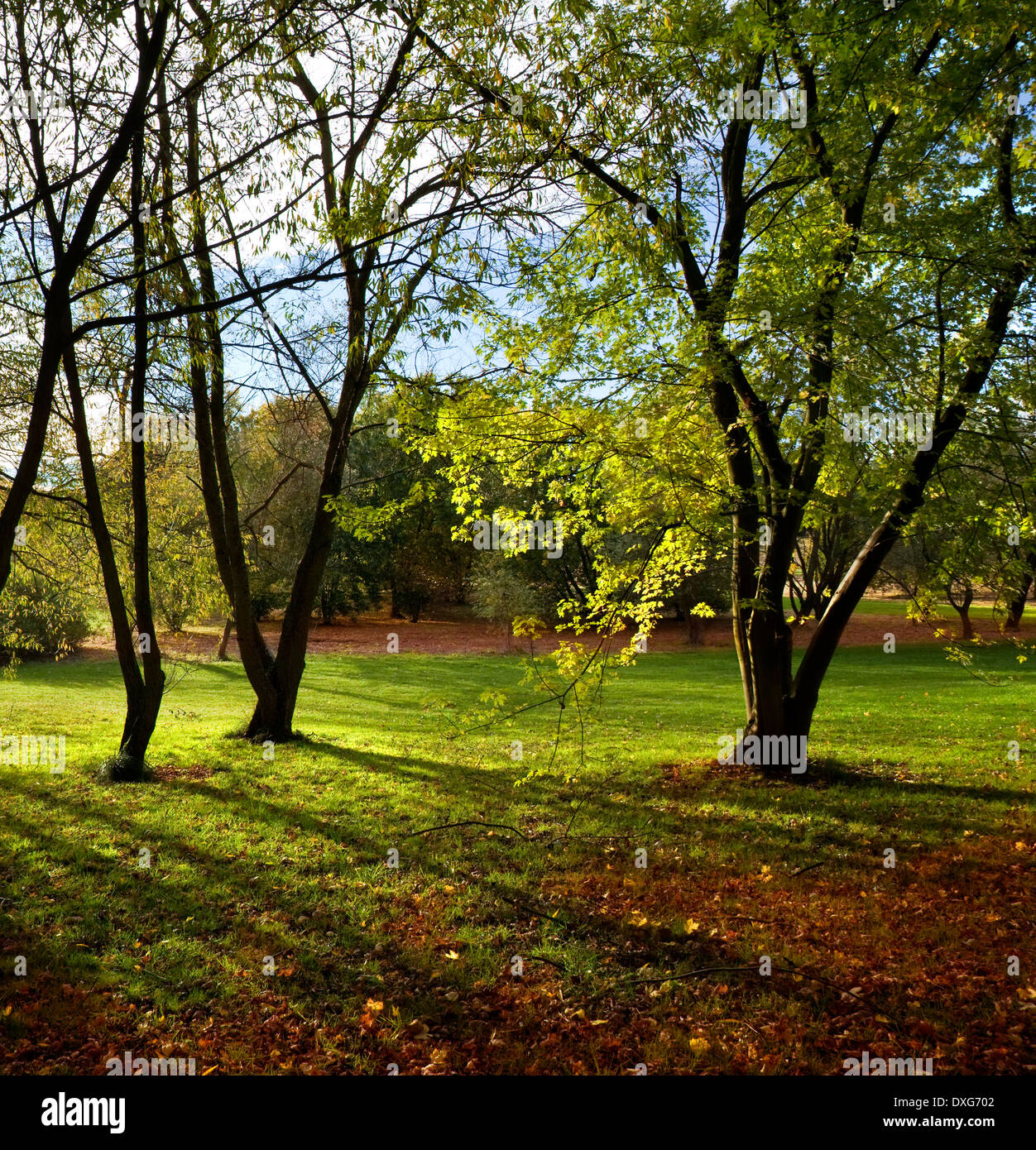 Woodland trees and sunlight Stock Photo