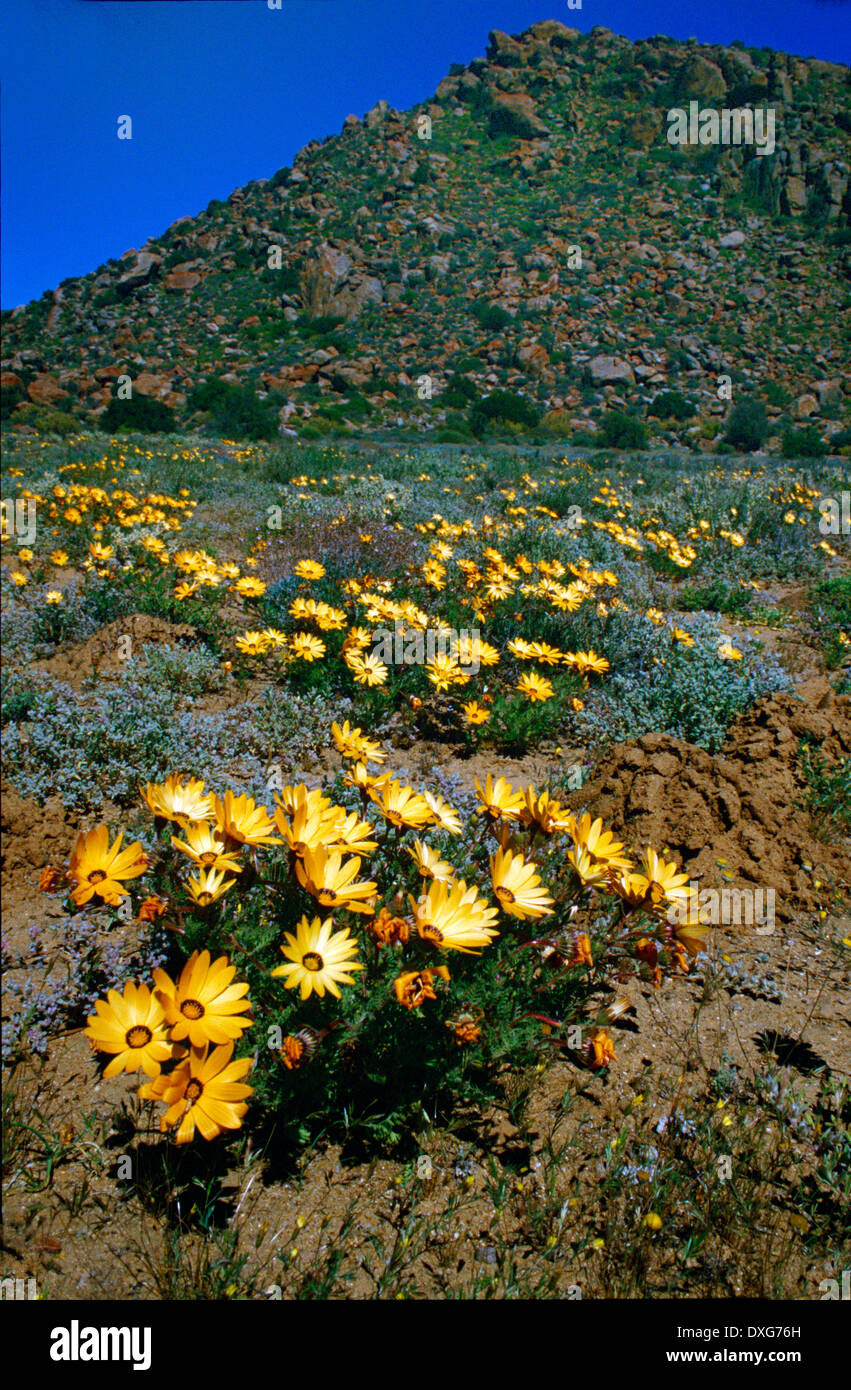 Wild Namaqualand daisies, Northern Cape Stock Photo