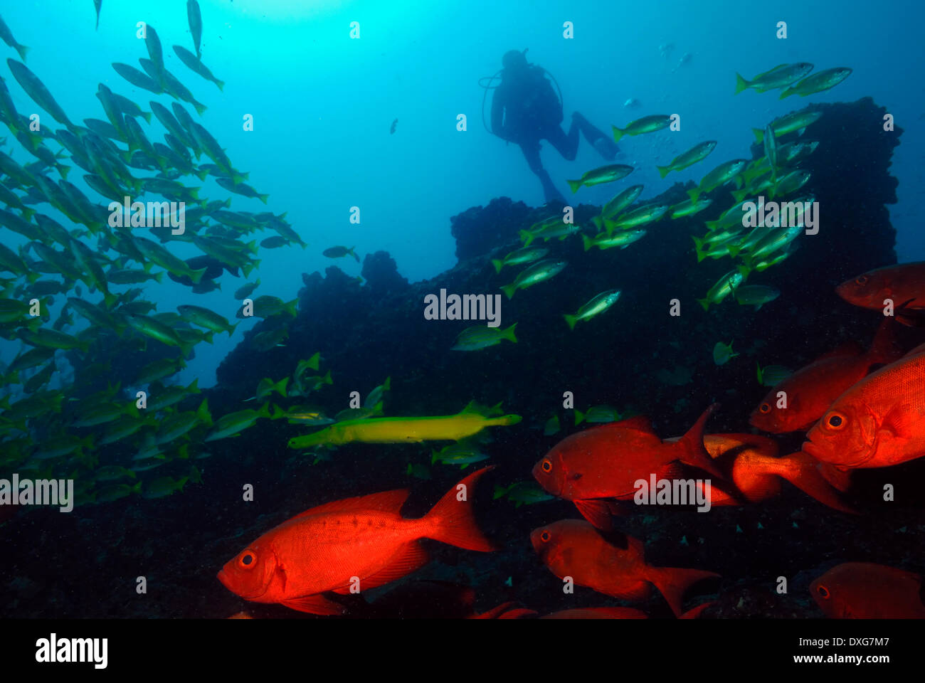 Zaizer's Bigeyes, Bigeye Snappers, Trumpetfish and divers, Ponta do Barra, Mozambique Stock Photo
