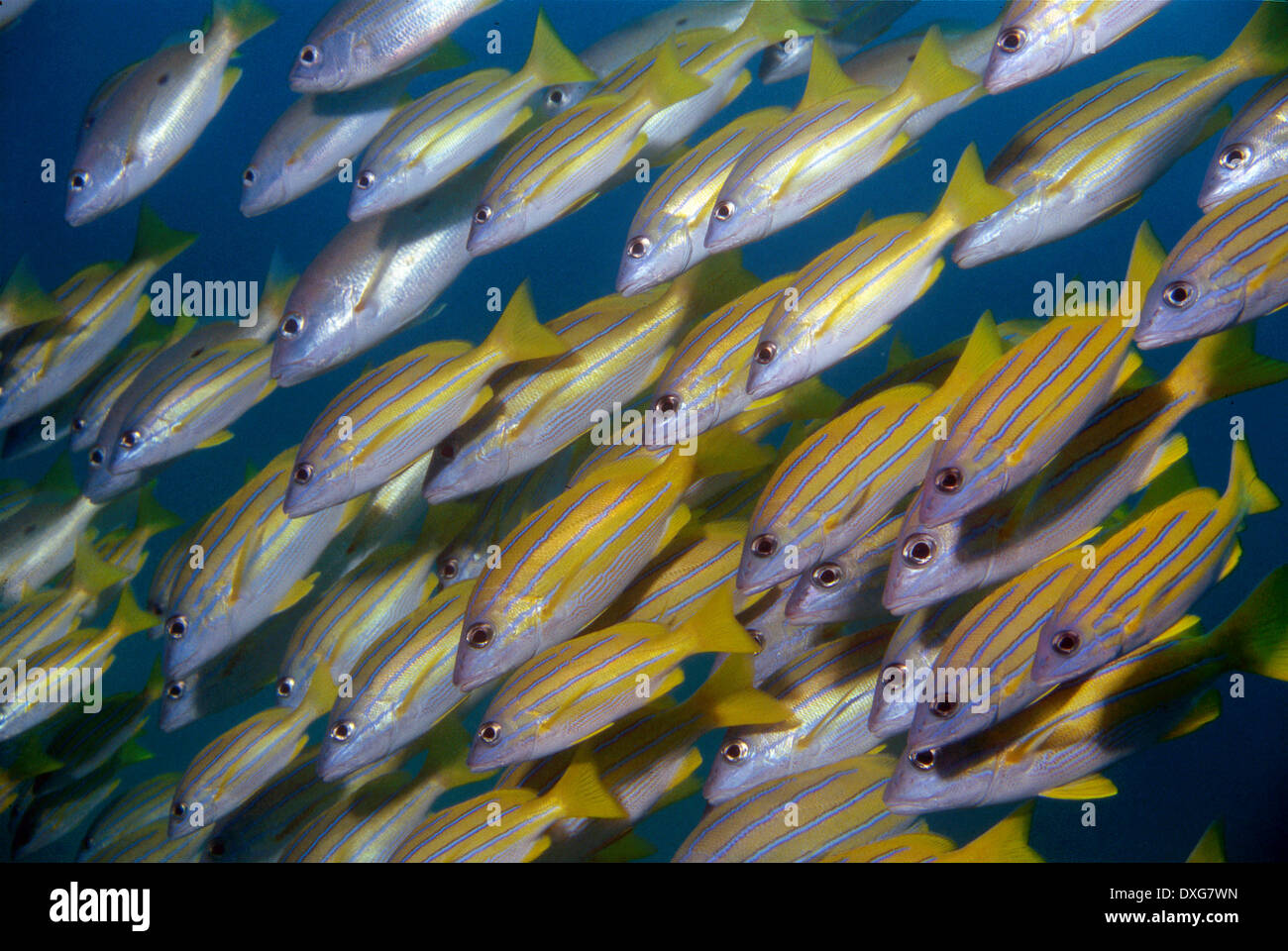 Bliner Snapper Bluelined Snappers at Sodwana Bay Stock Photo - Alamy