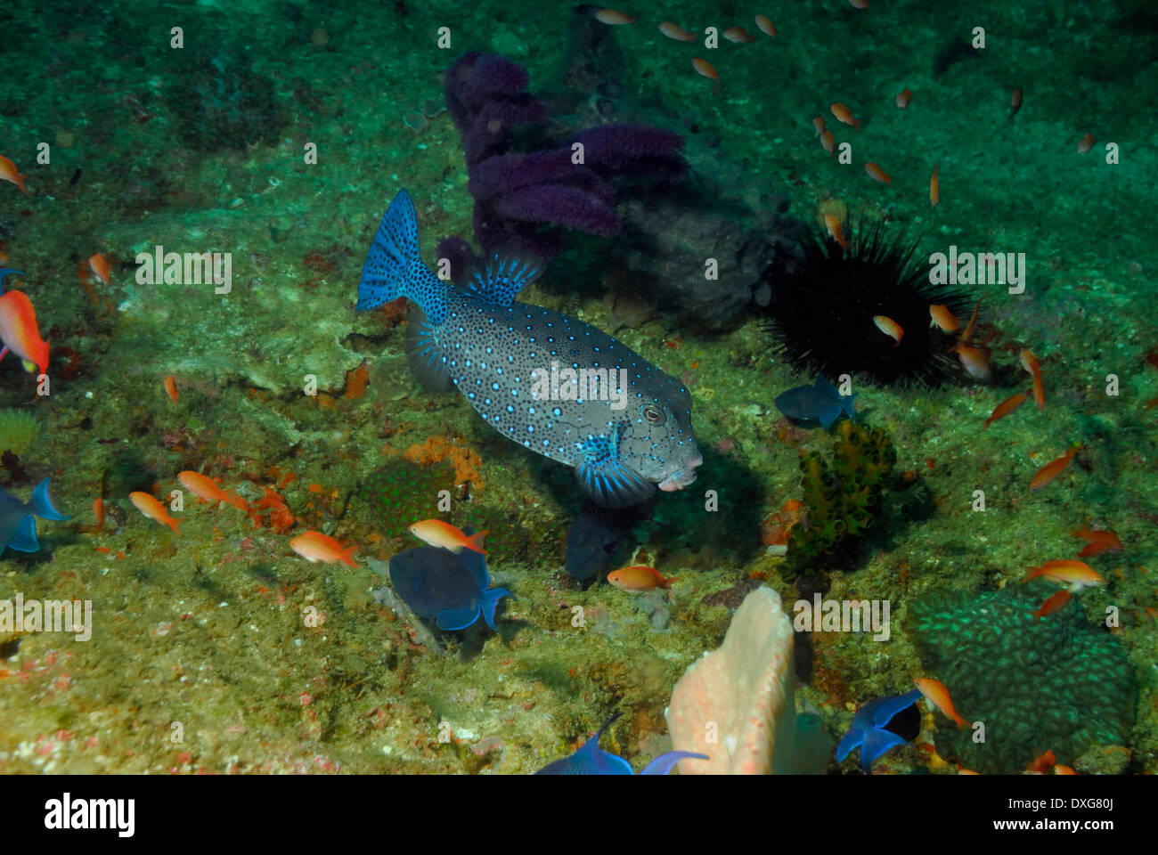 Boxfish, Ponta do Barra, Mozambique Stock Photo - Alamy