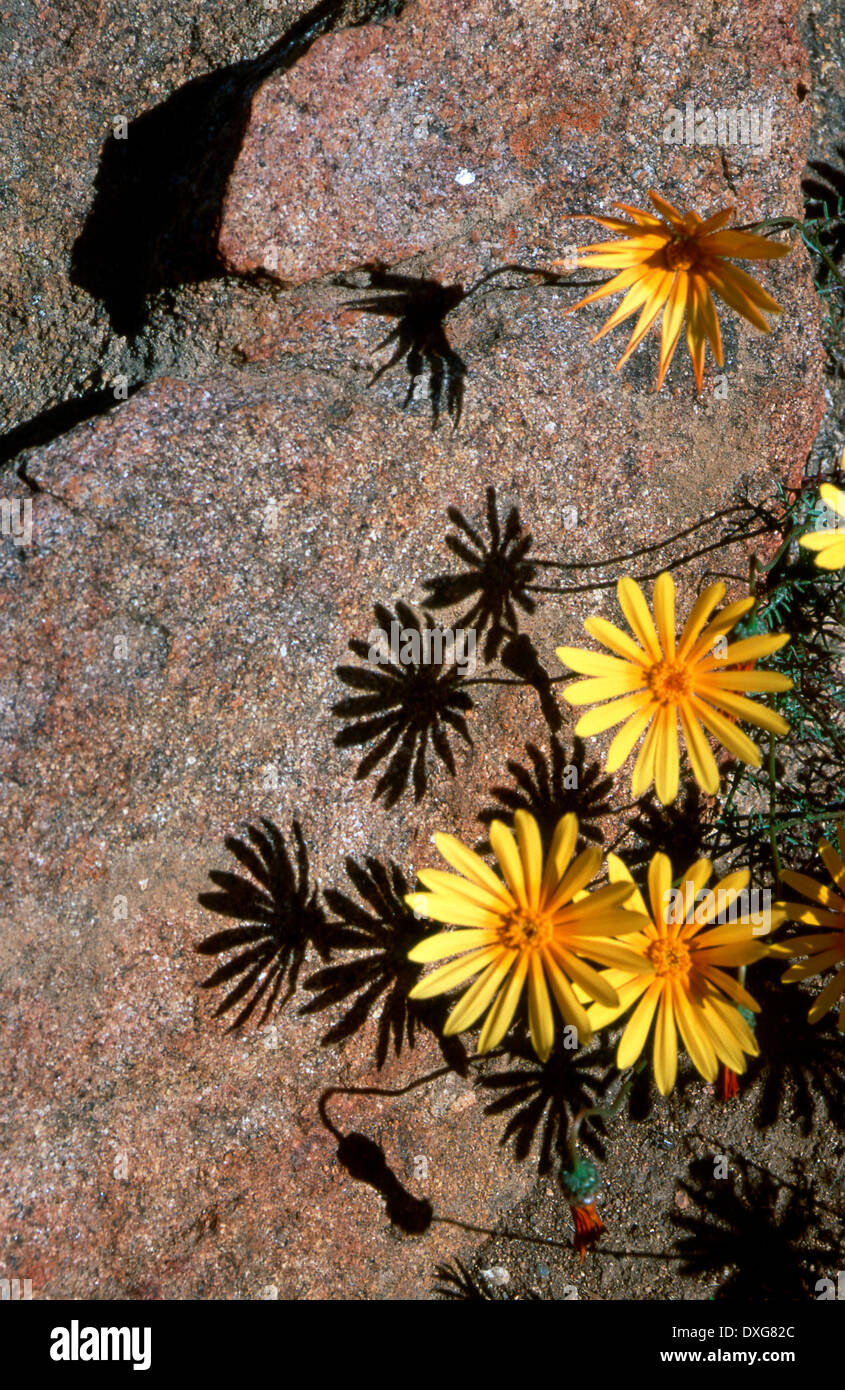 Namaqualand daisies and shadows on granite rock slabs, Northern Cape Stock Photo