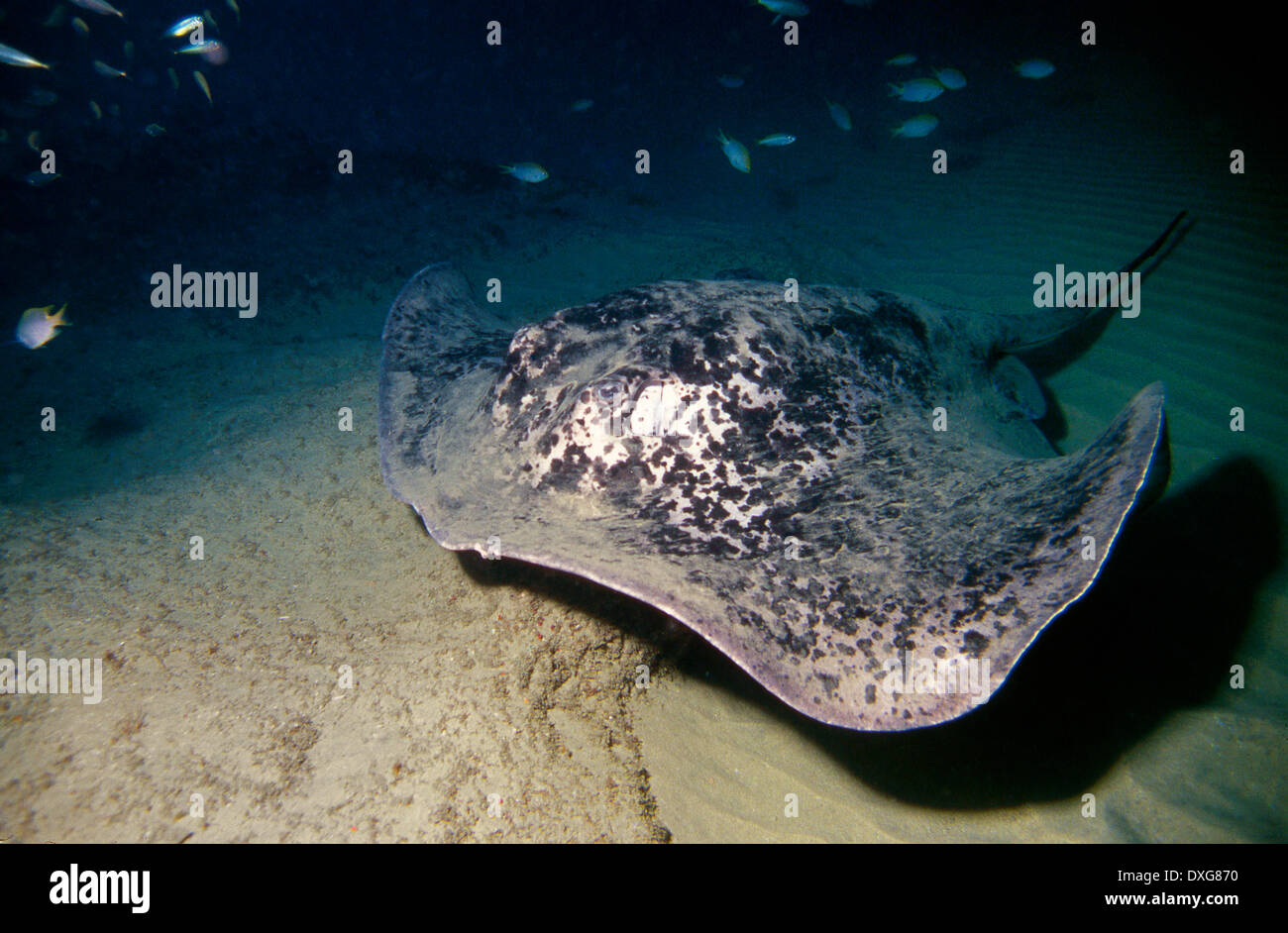 Giant Reef Ray on the sandy bottom at Ponta do Ouro, Mozambique Stock Photo
