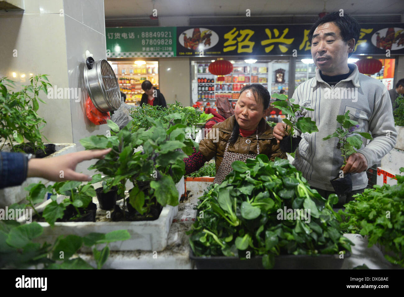 (140326) -- HANGZHOU, March 26, 2014 (Xinhua) -- Chen Yilin (R) sells vegetable seedlings in a market in Hangzhou, capital of east China's Zhejiang Province, March 25, 2014. Chen Yilin's vegetable seedlings were very popular with consumers and he sold nearly 1,000 ones every day recently.(Xinhua/Long Wei) (zwy) Stock Photo