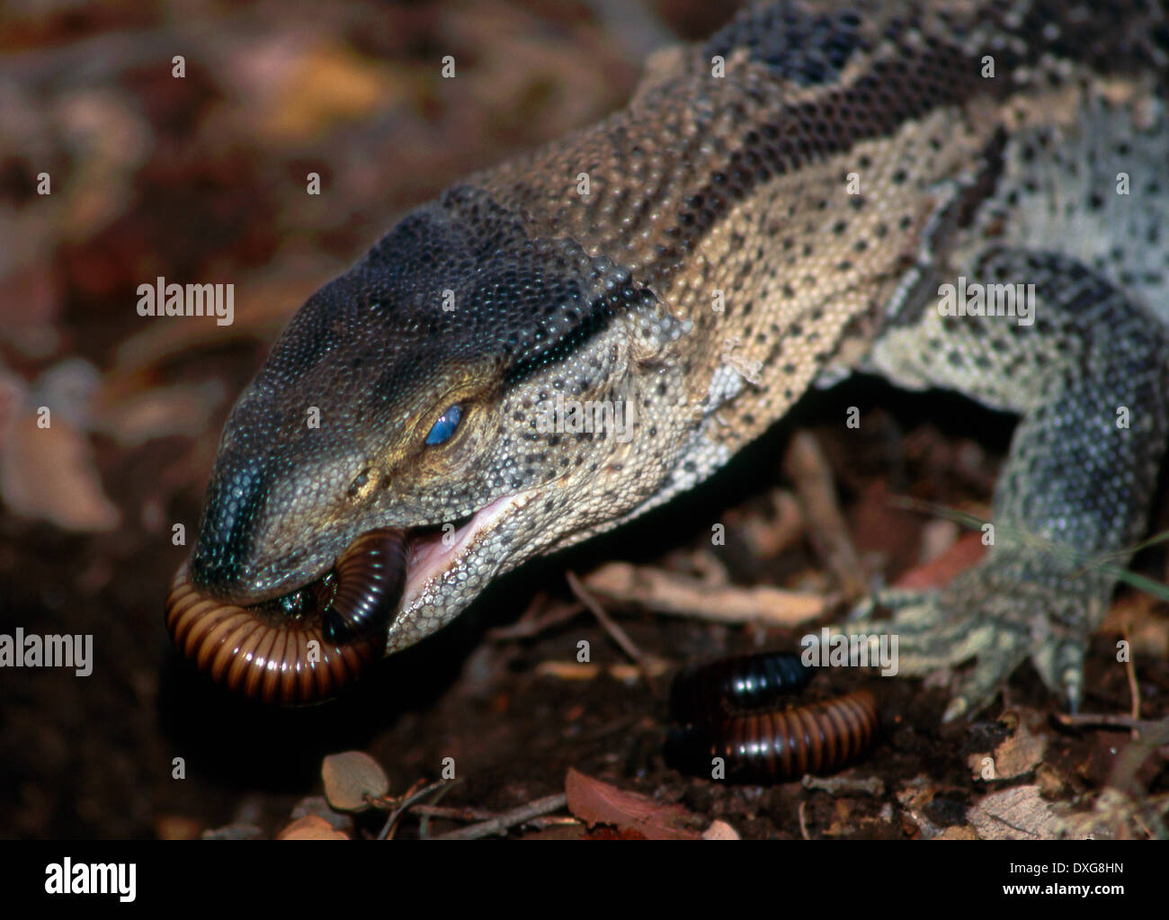 Monitor Lizard, Leguaan, eating centipede in Kruger National Park Stock Photo