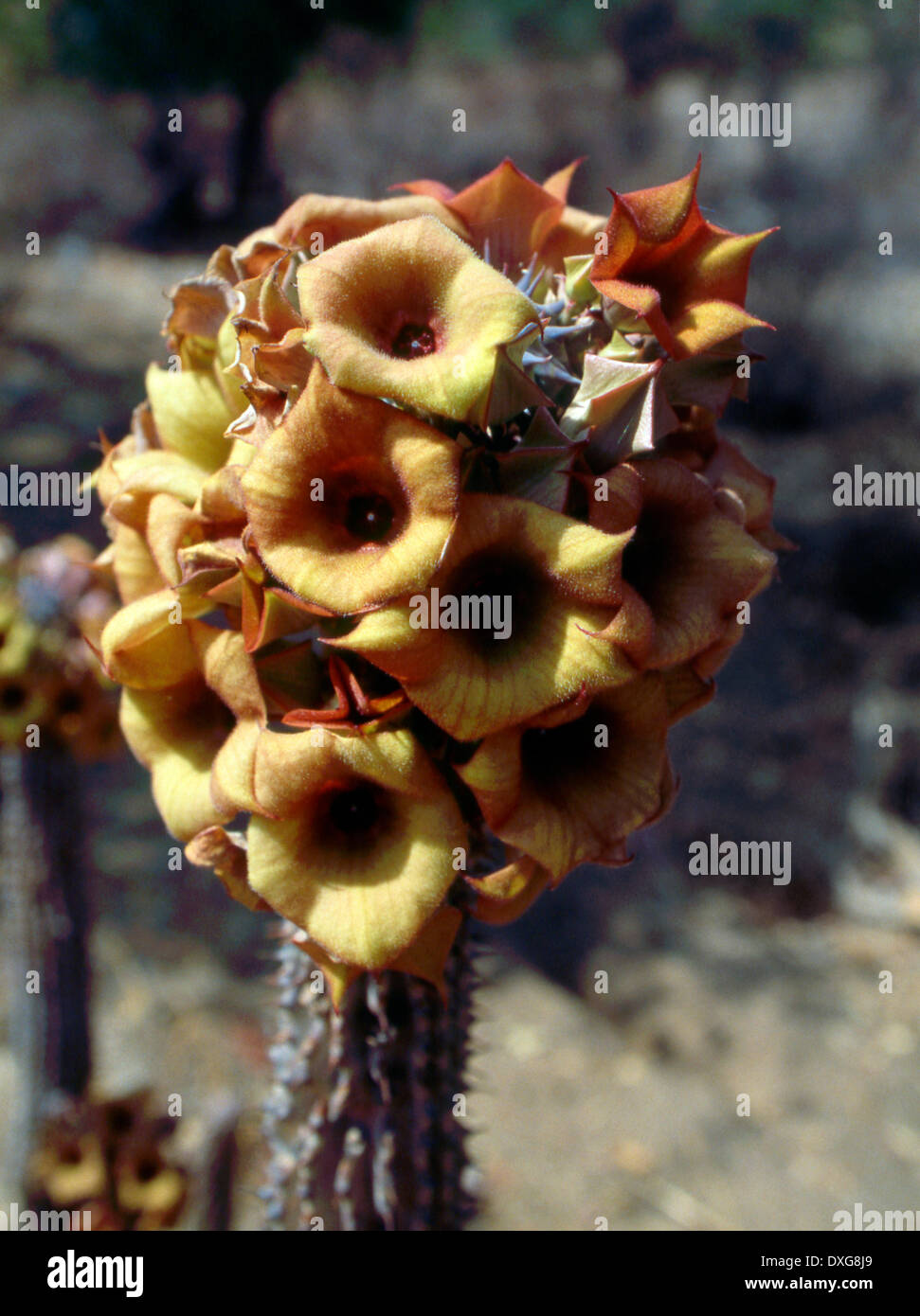 Hoodia currorii flowering, Kaokoveld, Namibia Stock Photo