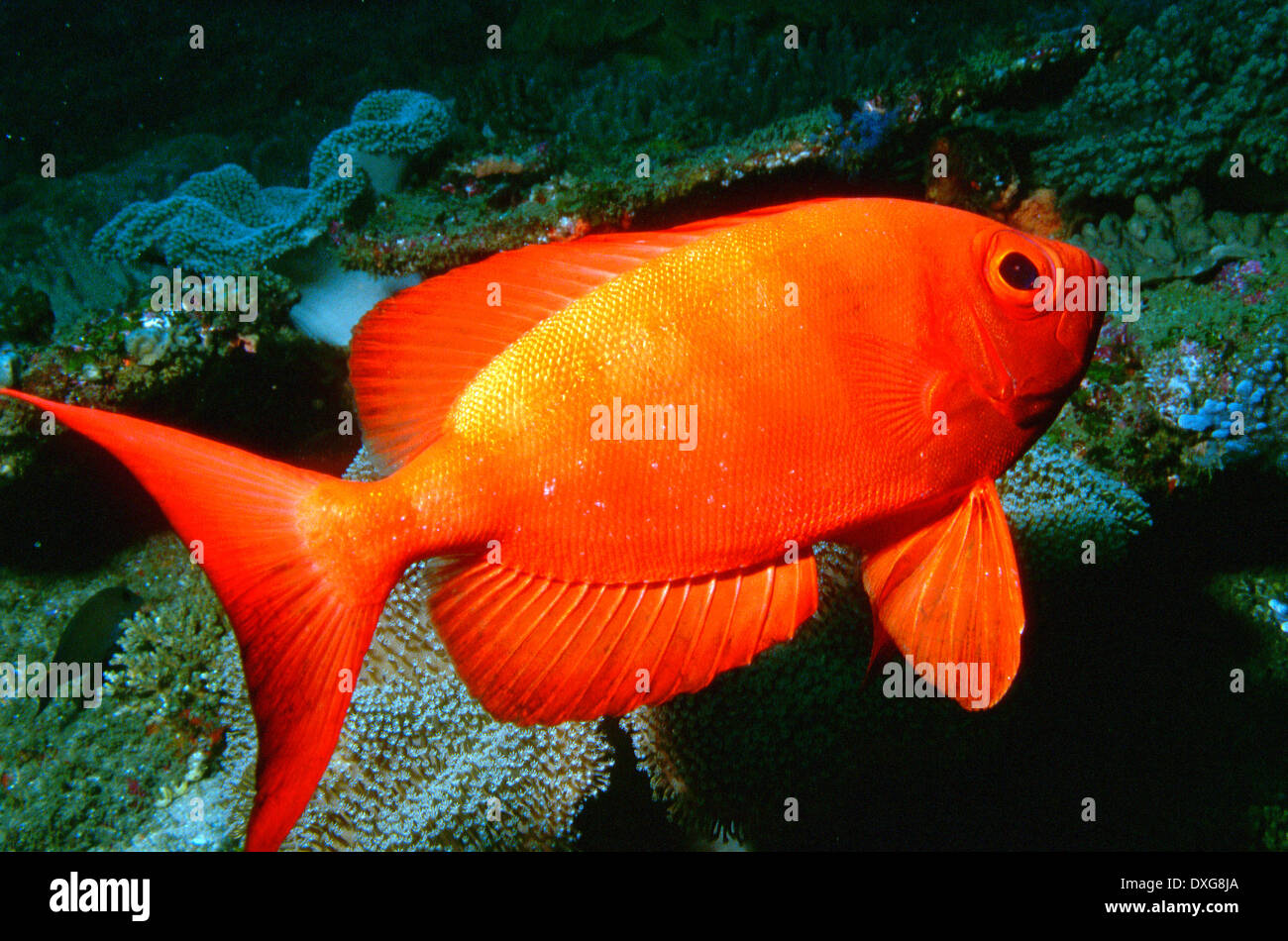 Zaizer's Bigeye on coral reef at Ponta do Ouro, Mozambique Stock Photo