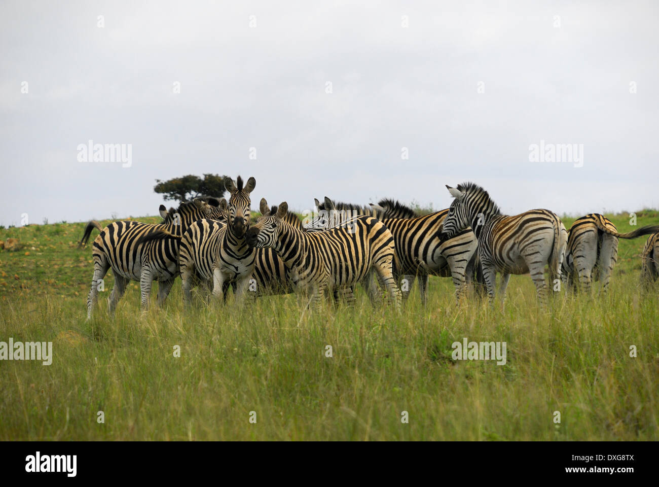 Zebras in Ithala Game Reserve, KwaZulu Natal, South Africa Stock Photo
