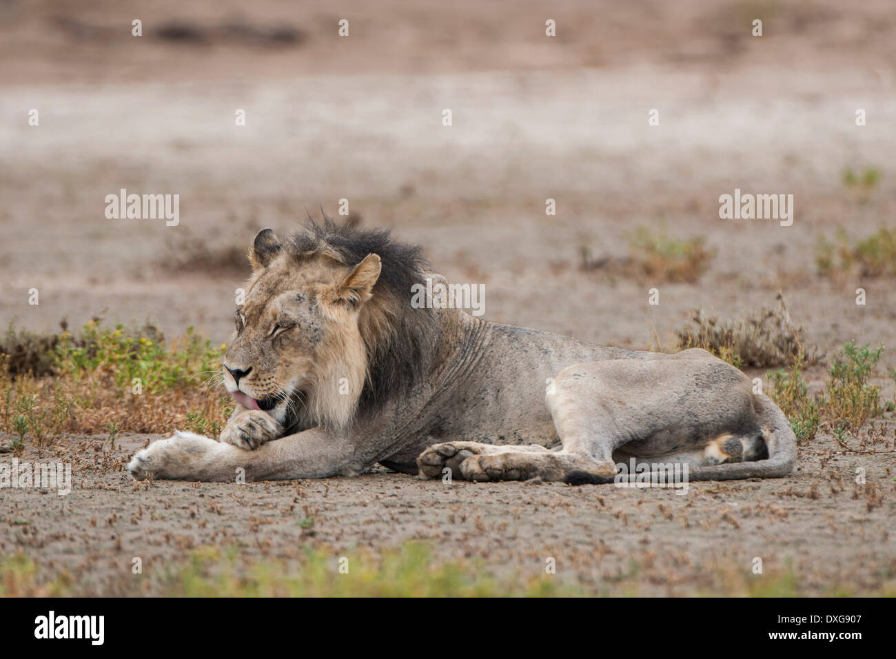 Male Lion (Panthera leo) licking his fur, Kgalagadi Transfrontier Park, Northern Cape, South Africa Stock Photo