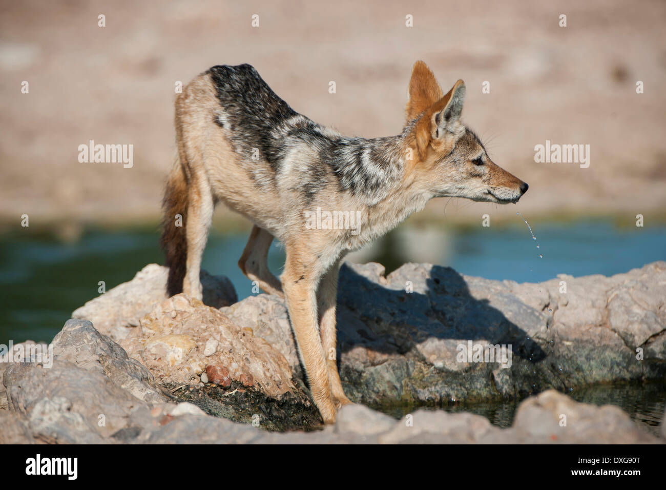 Black-backed Jackal (Canis mesomelas) at a waterhole, Kgalagadi Transfrontier Park, Northern Cape, South Africa Stock Photo