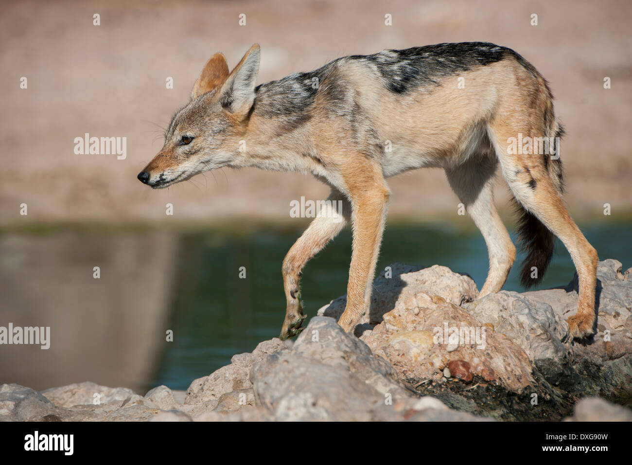 Black-backed Jackal (Canis mesomelas) at a waterhole, Kgalagadi Transfrontier Park, Northern Cape, South Africa Stock Photo
