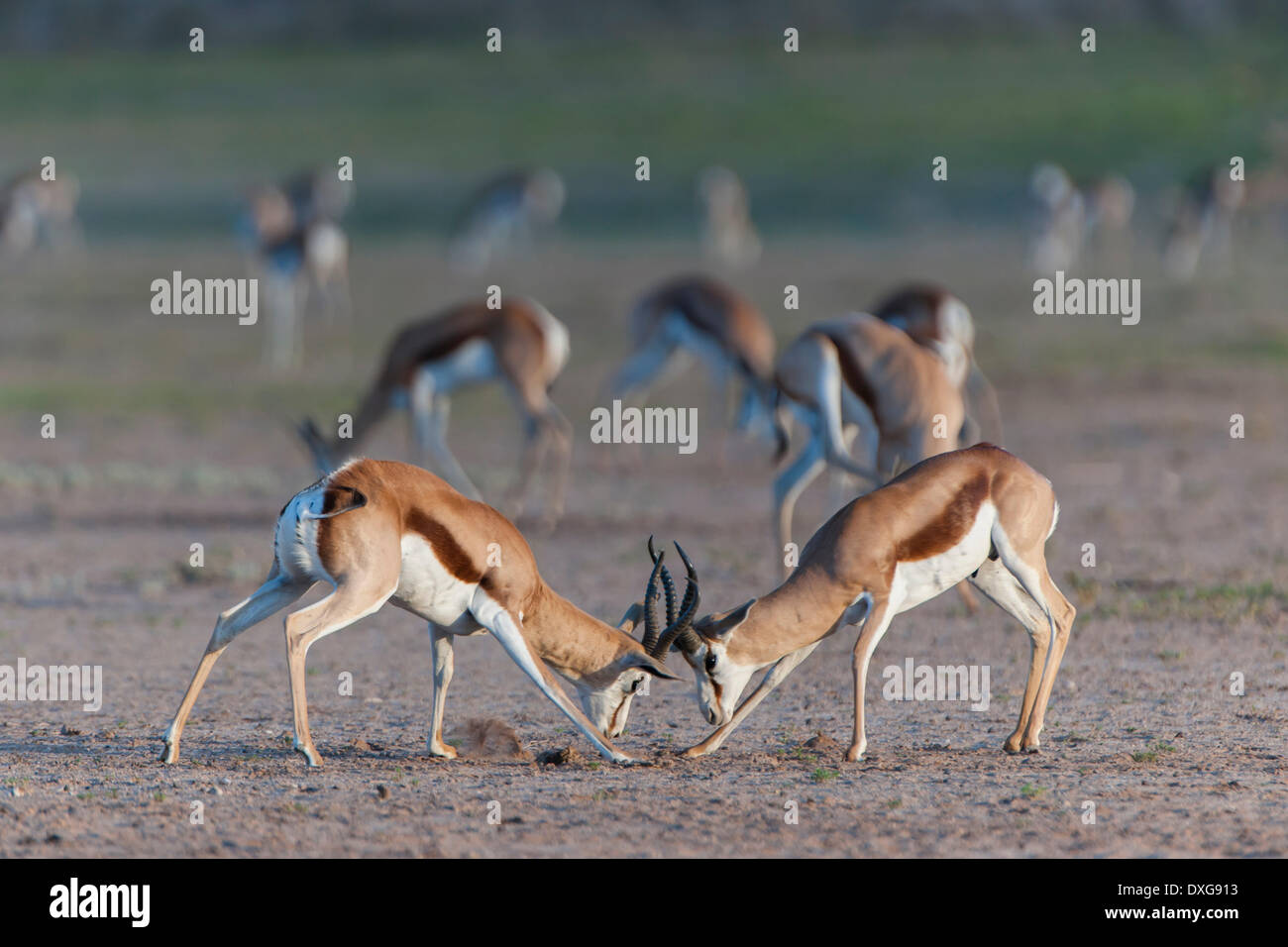 Springboks antidorcas marsupialis fighting hi-res stock photography and ...