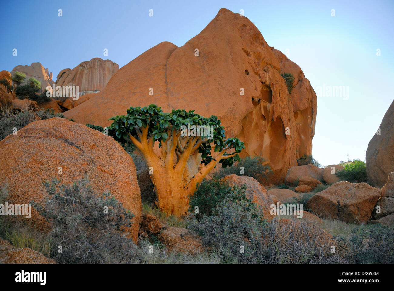 Succulent Cyphostemma currori plant growing at Spitzkoppe, Namibia Stock Photo