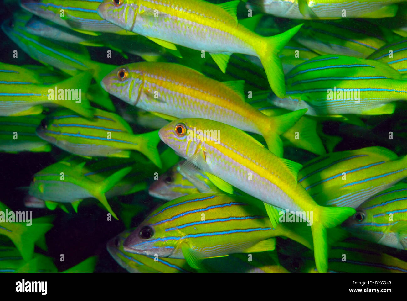 Yellowfin Goatfishes and Bluelined Snappers, Ponta do Barra, Mozambique Stock Photo