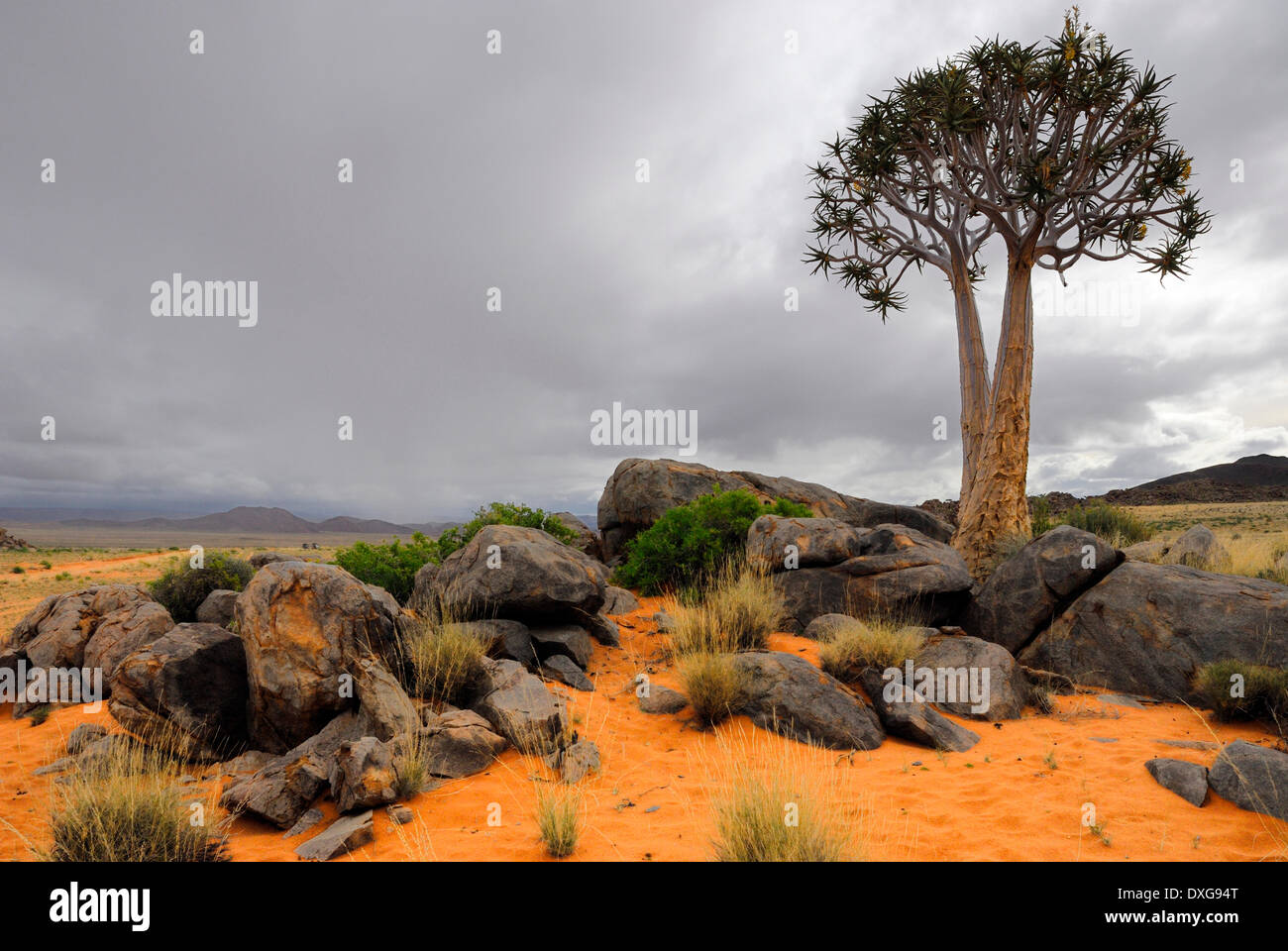 Kokerbooms, Northern Cape, Namaqualand 4x4 Trail Stock Photo