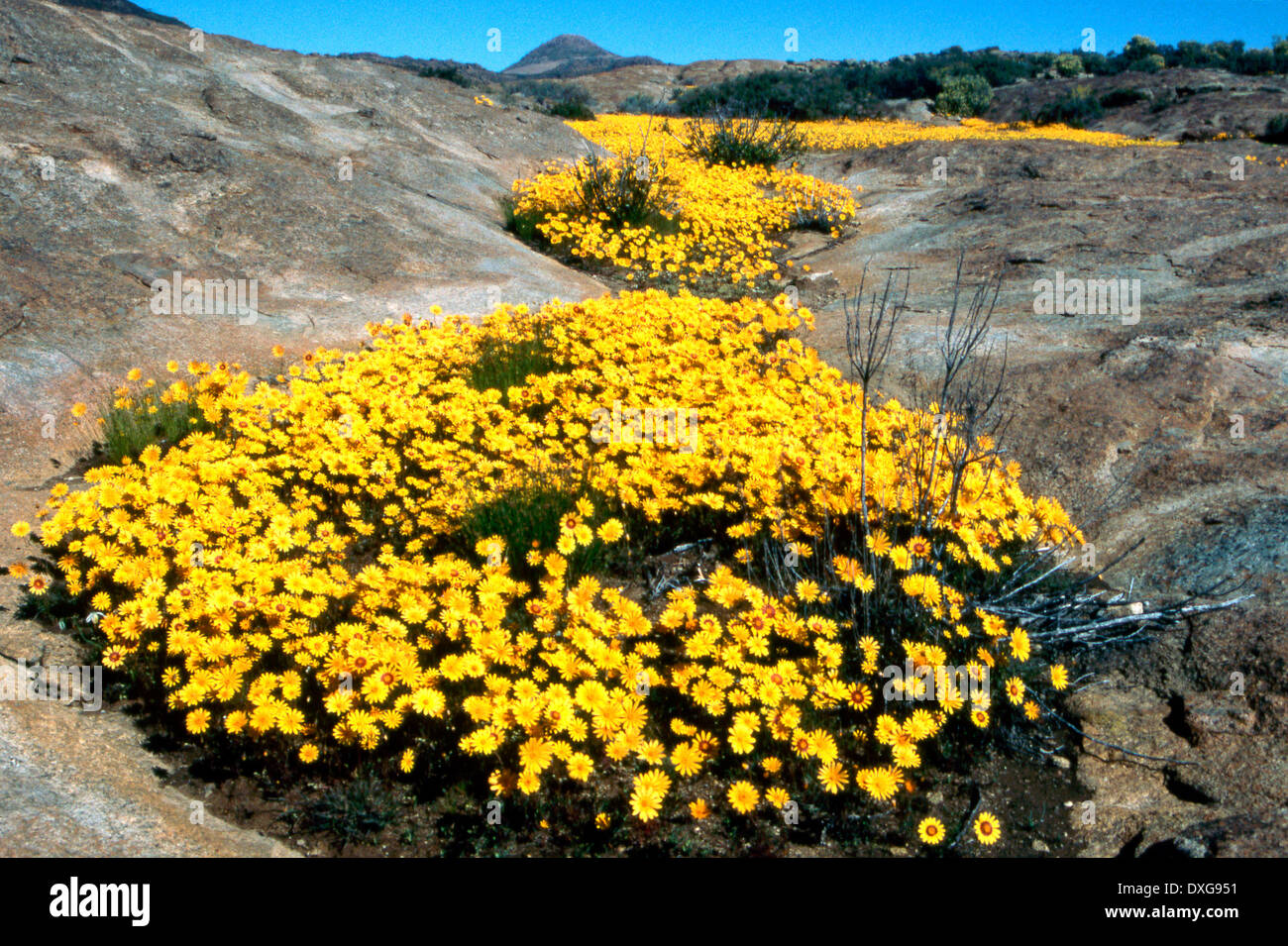 Namaqualand daisies on granite rock slabs, Northern Cape Stock Photo