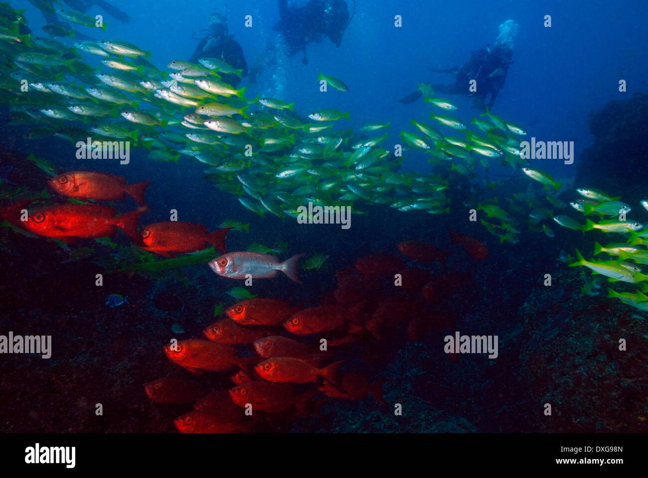 Zaizer's Bigeyes, Bigeye Snappers and divers, Ponta do Barra, Mozambique Stock Photo