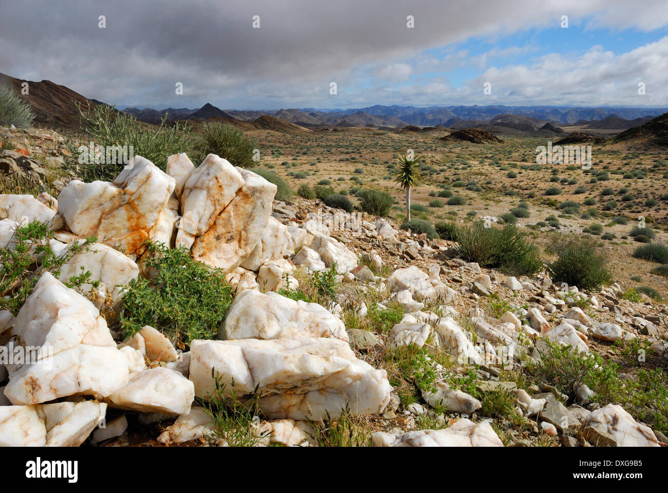 Young kokerboom among quartz rocks, Namaqualand 4x4 Trail Stock Photo