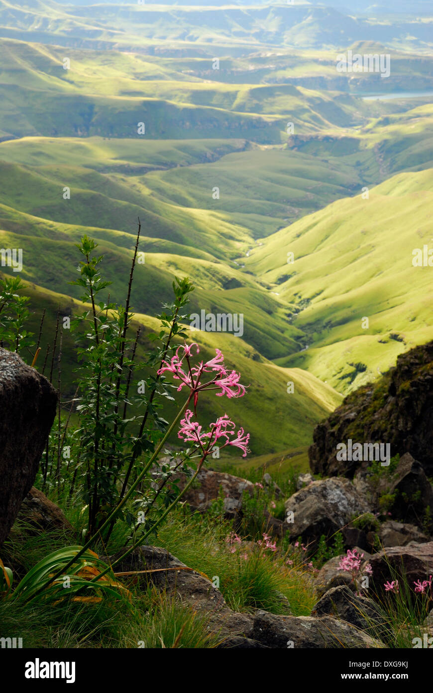 Wild flowers, below the Sentinel, Drakensberg mountains. Stock Photo