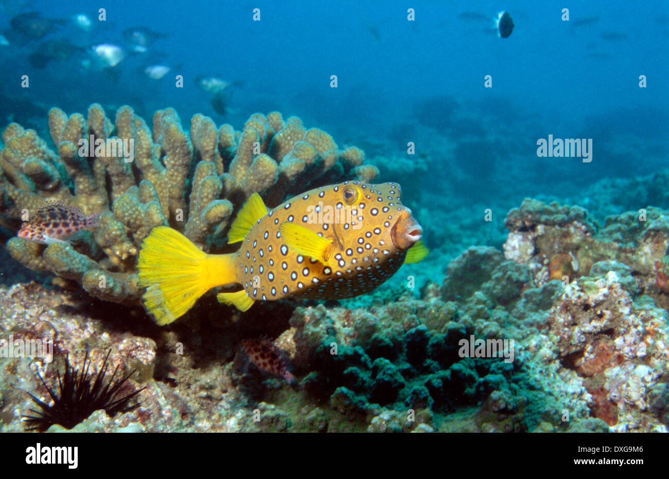 Yellow Boxfish on coral reef at Ponta do Barra, Mozambique Stock Photo