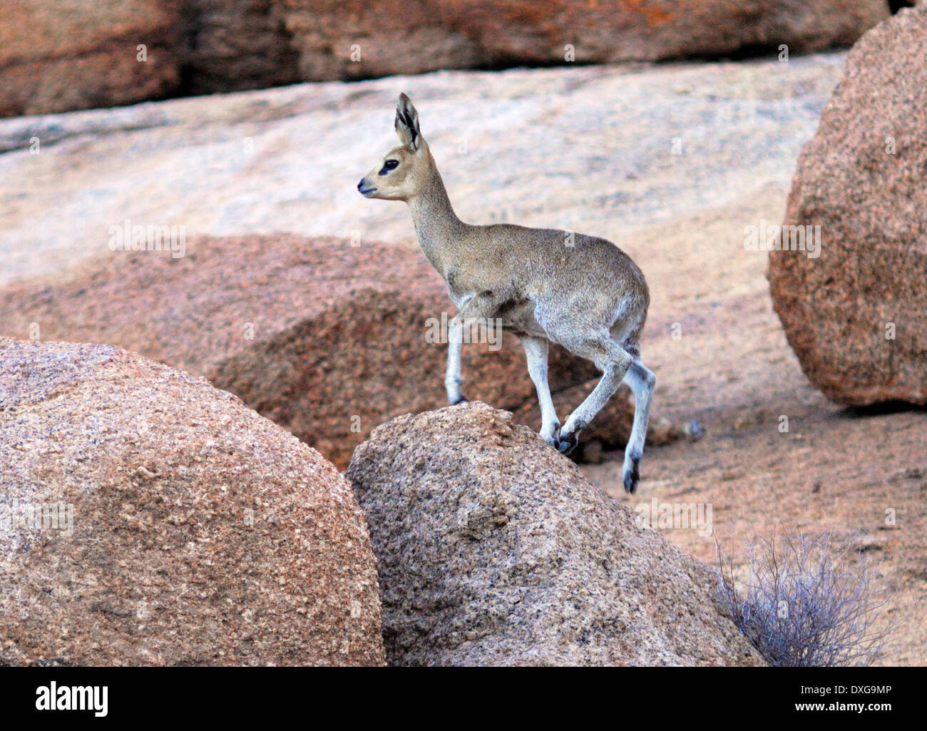 Klipspringer Antelope On Granite Slabs At Spitzkoppe Namibia Stock Klipspringer Antelope On Granite Slabs At Spitzkoppe Namibia Stock