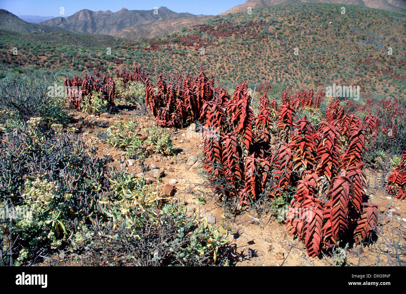 Aloe pearsonii, Helskloof Pass, Richtersveld National Park, Northern Cape Stock Photo