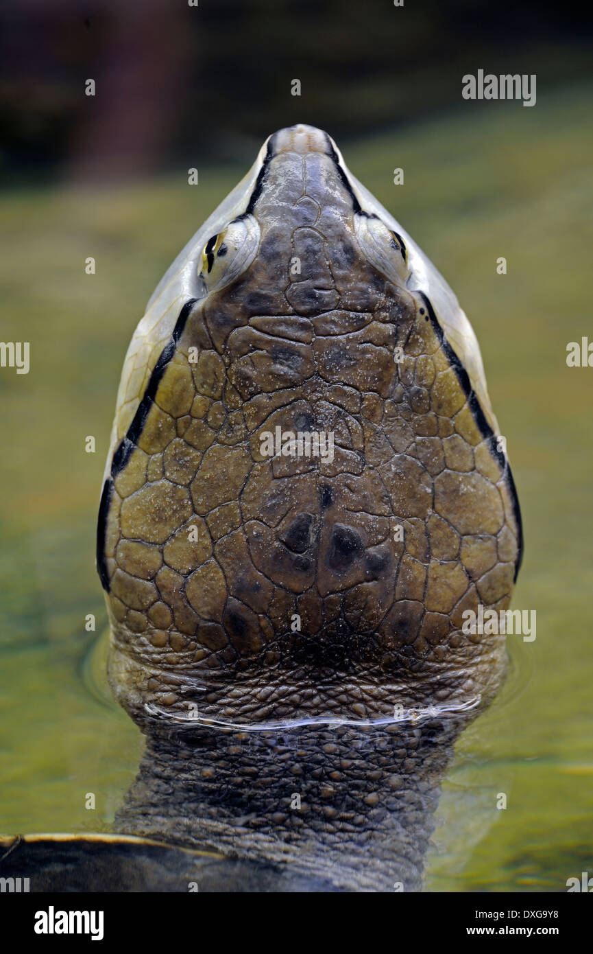 south american frog head turtle,(Phrynops hilari Stock Photo - Alamy