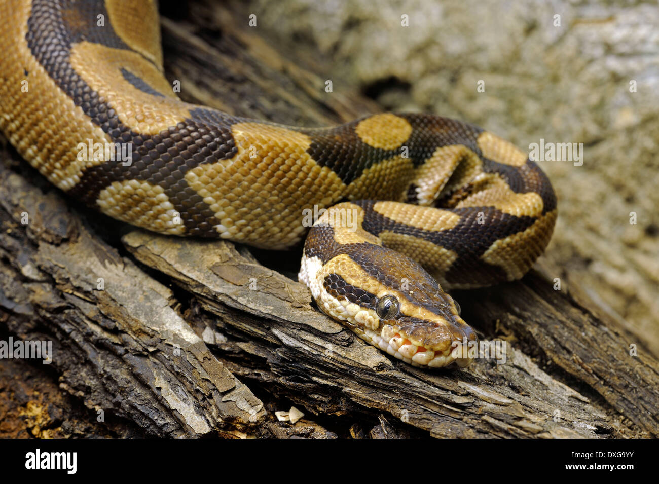 Royal Python, Ball Python, (Python regius), Africa Stock Photo Alamy