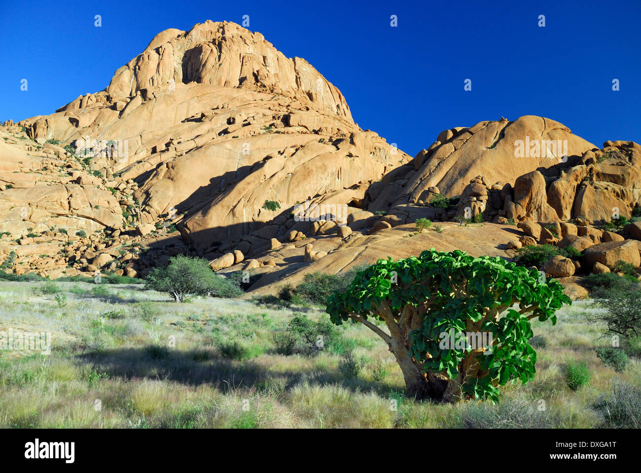 Succulent Cyphostemma currori plant growing at Spitzkoppe, Namibia Stock Photo