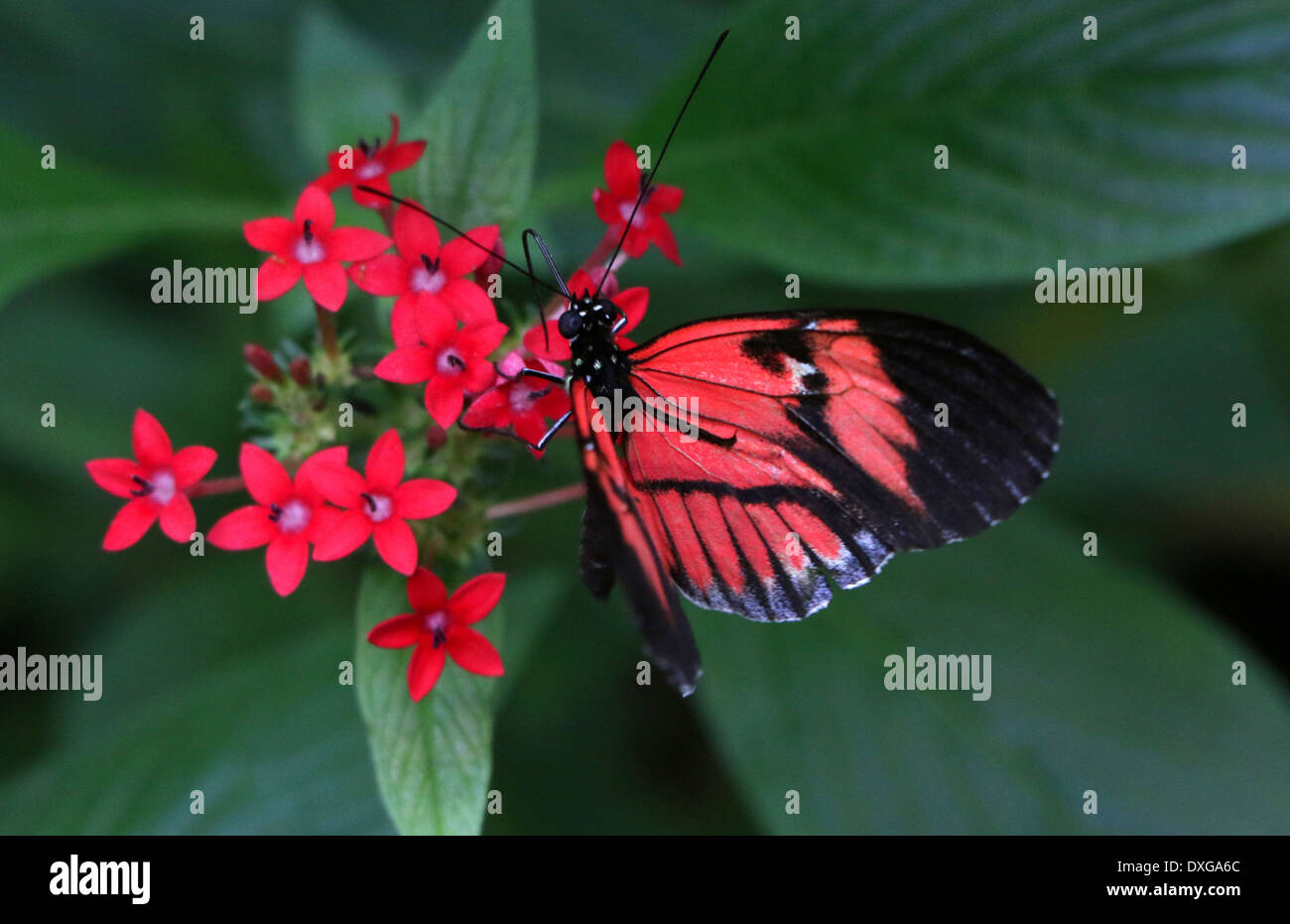 Postman Butterfly or Common Postman (Heliconius melpomene), 20 images in various hybrid forms Stock Photo