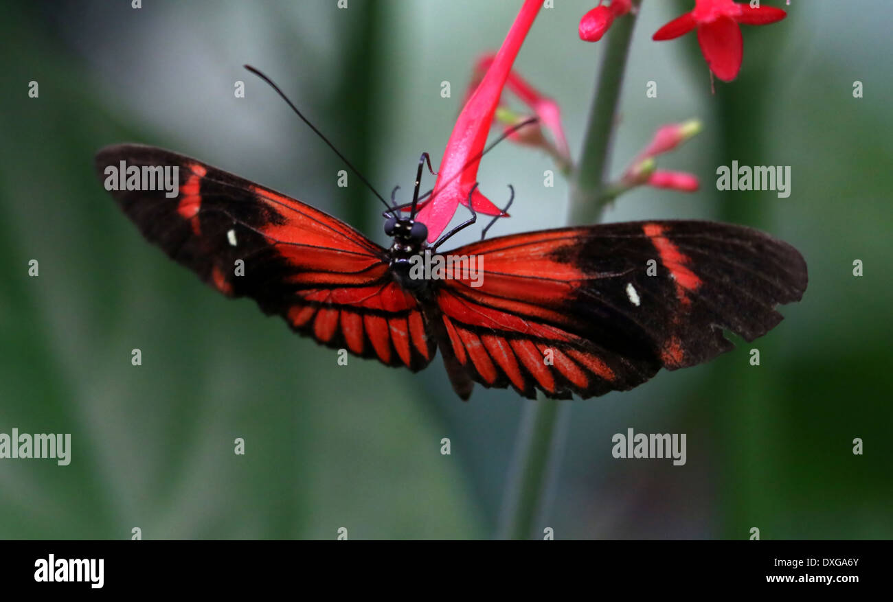 Postman Butterfly or Common Postman (Heliconius melpomene),  in various hybrid forms, all red variety, Doris longwing style Stock Photo