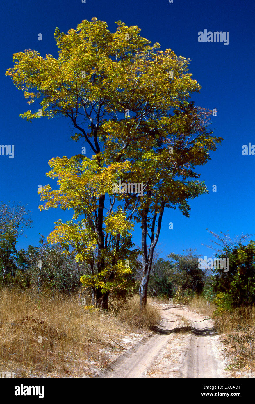 Mopane tree, Colophospermum mopane, Chobe, Botswana Stock Photo