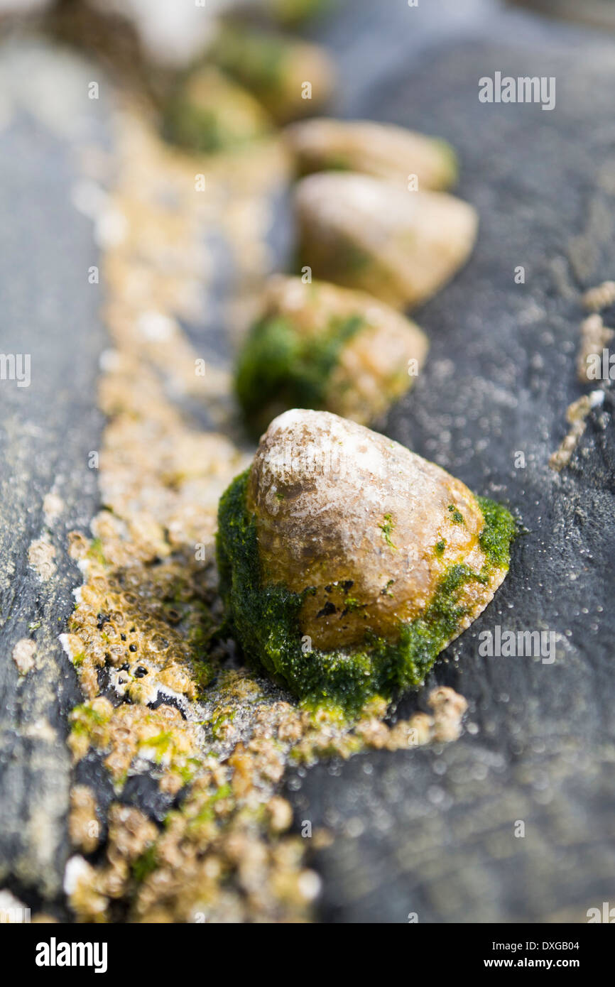 Limpets and barnacles on black metamorphic rock, Isle of Islay, Inner Hebrides, Scotland Stock Photo