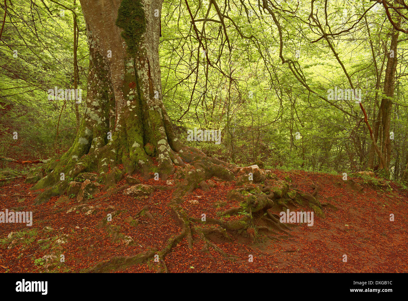 Beech trees, Urbasa-Andía Natural Park, Navarre, Spain Stock Photo