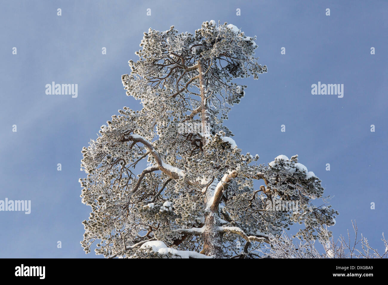 Ice covered tree hi-res stock photography and images - Alamy