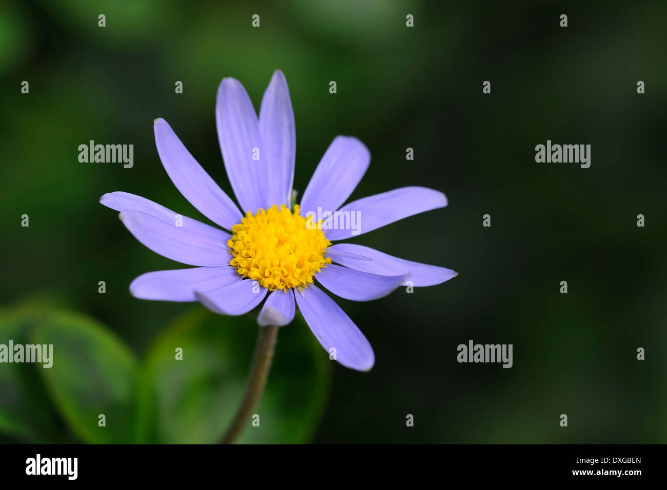blue daisy flower