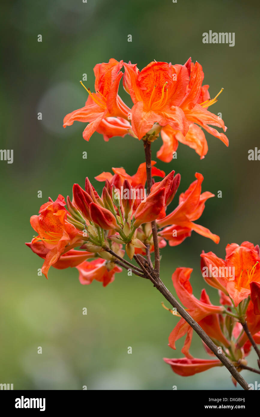 Azalea (Rhododendron), 'Saturnus Mollis' hybrid, flowering, Thuringia, Germany Stock Photo