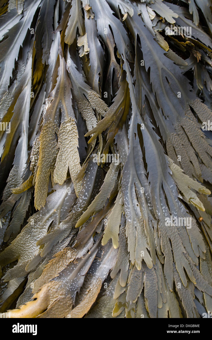 Close up of seaweed (Toothed Wrack, Fucus serratus) at Saligo Bay, Isle of Islay, Inner Hebrides, Scotland Stock Photo