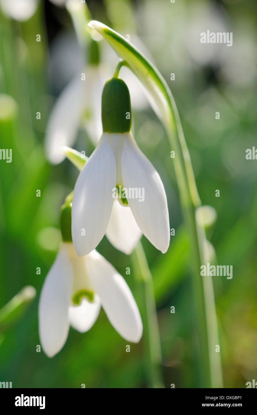 Snowdrop (Galanthus nivalis), flowers Stock Photo